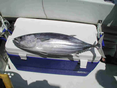 釣れたカツオ