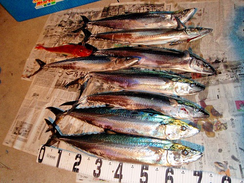 トローリング みんなの釣り結果発表