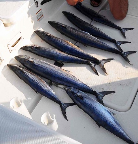 トローリング みんなの釣り結果発表