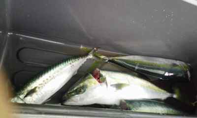トローリング みんなの釣り結果発表
