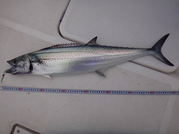 トローリング みんなの釣り結果発表