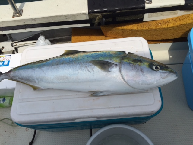 トローリング みんなの釣り結果発表