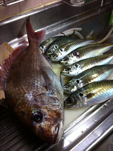 トローリング みんなの釣り結果発表