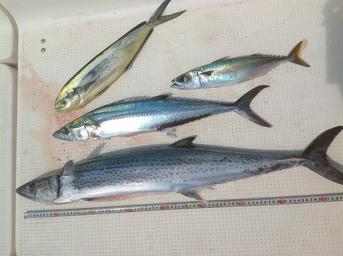 トローリング みんなの釣り結果発表