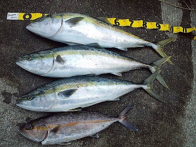 トローリング みんなの釣り結果発表